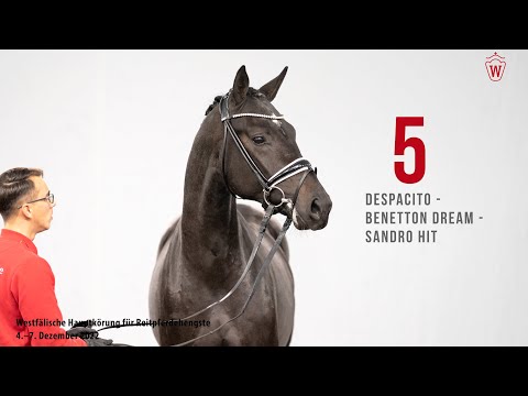 Westfälische Hauptkörung 2022 Reitpferde: Kat.Nr. 5  Despacito  -  Benetton Dream  -  Sandro Hit