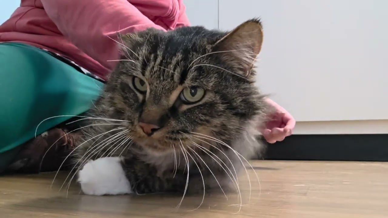 Willy, an adopted Domestic Long Hair in Macomb Twp, MI video 6/6