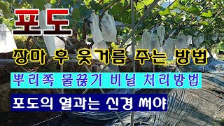 [텃밭농부 1,614]  포도. 키위 .장마 후 웃거름 주고 열과를 방지하는 방법. #포도재배 #키위재배