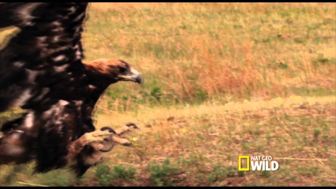 Secrets Life of Predators