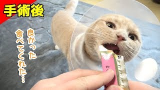 【避妊手術後】元気も食欲もなく一晩過ごし心配してたが少しづつ食欲が出てきて...一安心