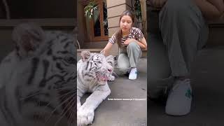 Download lagu Selen main sama mamanya!! #tiaraandini #alshadahmad #tiara #alshad mp3