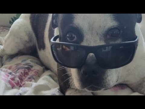 TATRA a malý DAKÁREK v pracovní době 😜 Našel jsem zkratku šéfe a je kratší 😂😁