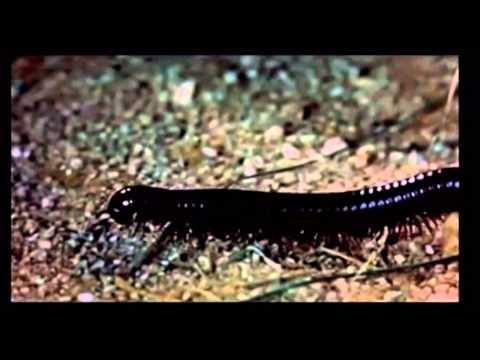 download lagu mp3 mp4 Theuglybugball, download lagu Theuglybugball gratis, unduh video klip Theuglybugball