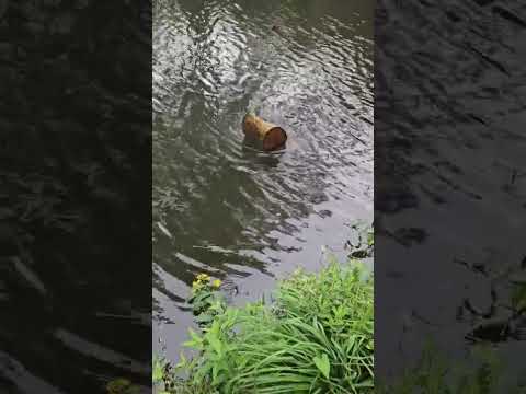 Mein Fang des Jahres auf ein Haken der Größe 6 #angeln #fangen  #angler #anglers #fische #fyp