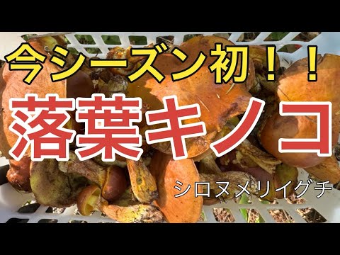 キノコの季節に最適なヒント 庭の練習