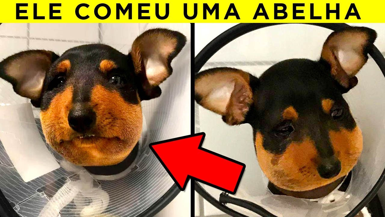 Animais Claramente Tendo Um Dia Pior Que O Seu
