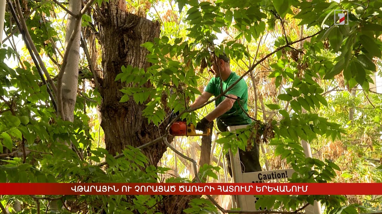 Վթարային ու չորացած ծառերի հատում՝ Երևանում