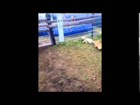 The fittest Pug Puppy Girl in the World [Mops Welpe]