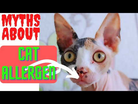 Truth about Hypoallergenic cats | Breaking the myths