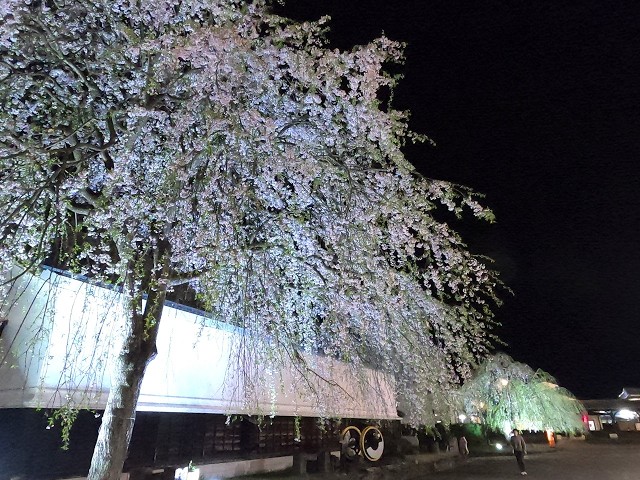 2026年【角館の桜】開花状況　4月20日角館駅周辺と松庵寺の桜ライトアップ