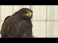 Noordoostpolder als paradijs voor roofvogels