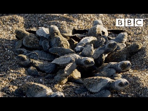 Baby turtle's first steps - BBC