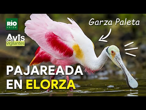 Elorza, Apure: El Destino Perfecto para el Avistamiento de Aves en Venezuela