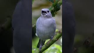 Download lagu 💥🎵 SANHAÇO AZUL CANTO VIOLINO MELODIA NA NATUREZA ! mp3