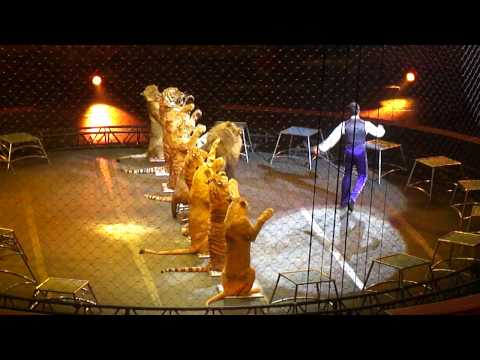 Almost Lost His Arm - Fearless Lion Tamer