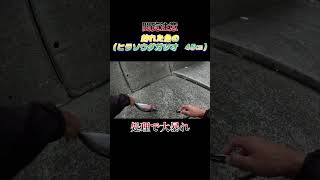 【閲覧注意】魚（ヒラソウダガツオ　45㎝）の処理中に大暴れされた！#shorts #釣り #ショアジギング