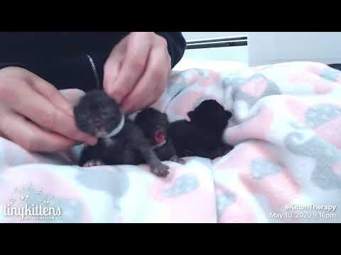 Meet Freida and her three day old kittens... the last of the Peanuts!