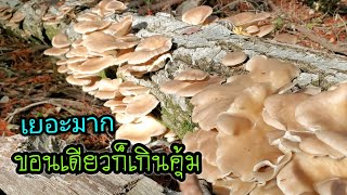 เก็บเห็ดนางรมรอบสองของปี. 10/11/21