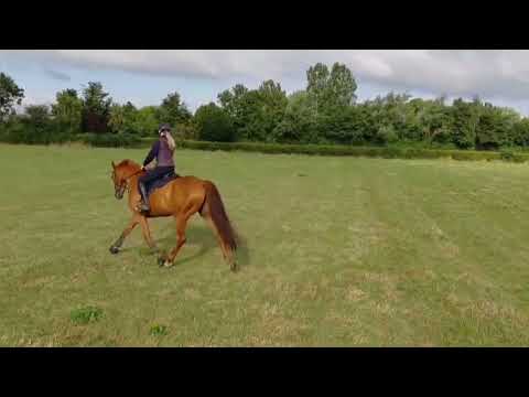 17hh 7yo ISH Gelding - Image 2