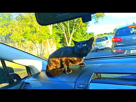 Einsame Katze schleicht sich ins Auto fremder Familie...