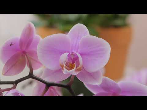 Flower Trials 2019 at Floricultura