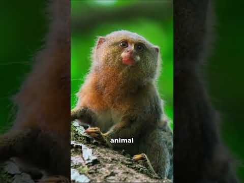 El tití pigmeo es muy pequeño  #sabiasque #datoscuriosos #curiosidades #animales #bioloco