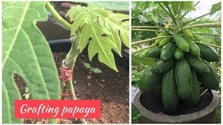 Papaya Grafting Technique ( stone graft )