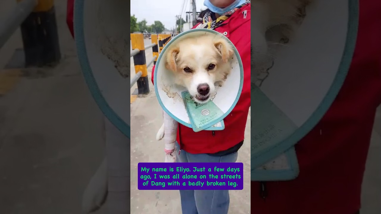 Eliyo video