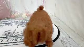 トイプードルの動画01