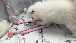 日本スピッツの動画01