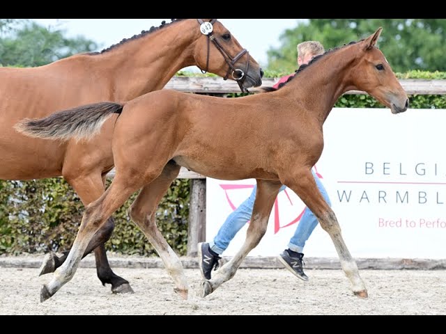 WILD SOL VAN'T EDENHOF