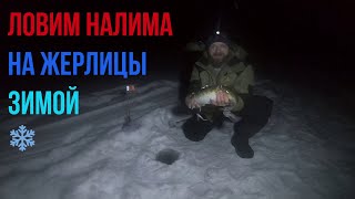 Как поймать налима зимой на жерлицы