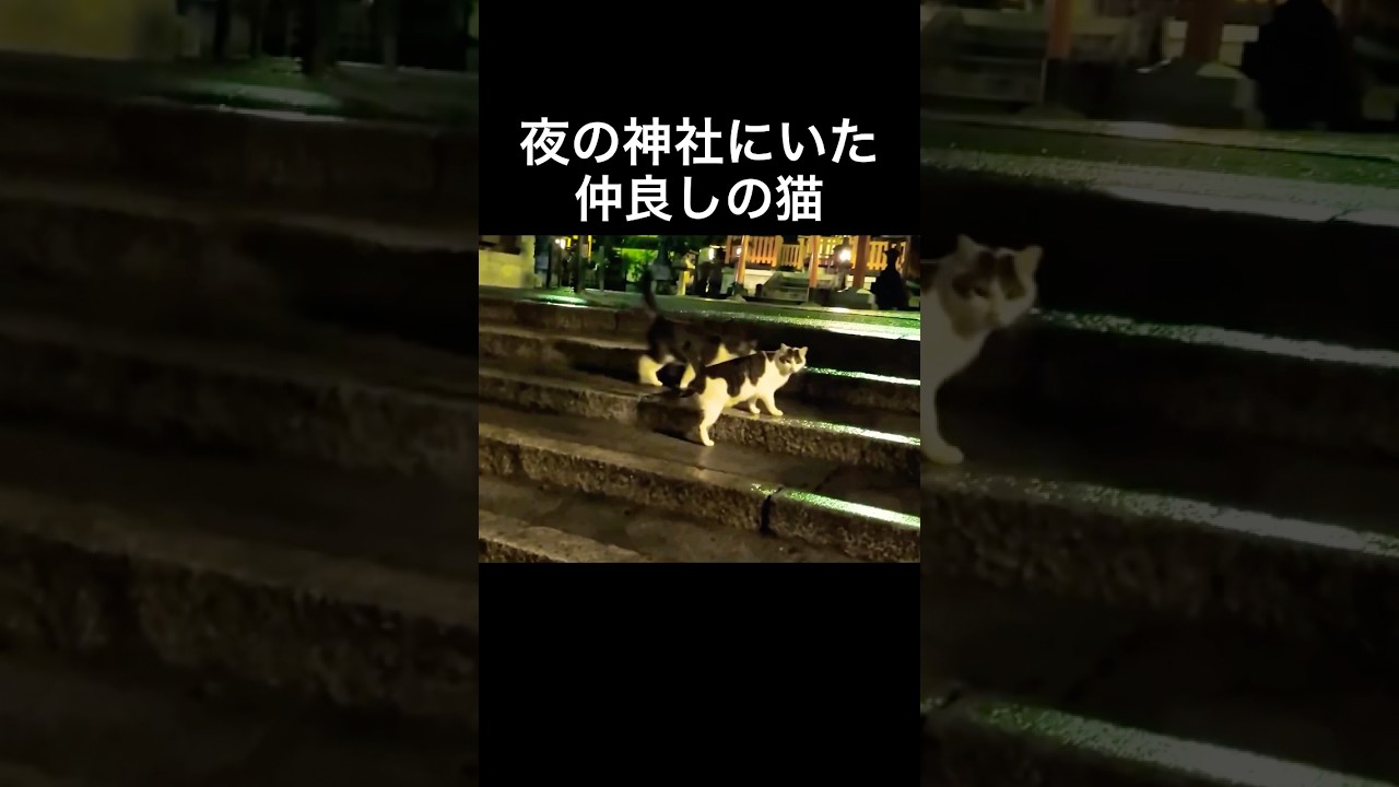 夜の神社にいた仲良しの猫に癒される