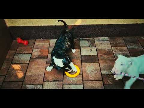 Bull Terrier puppy for sale