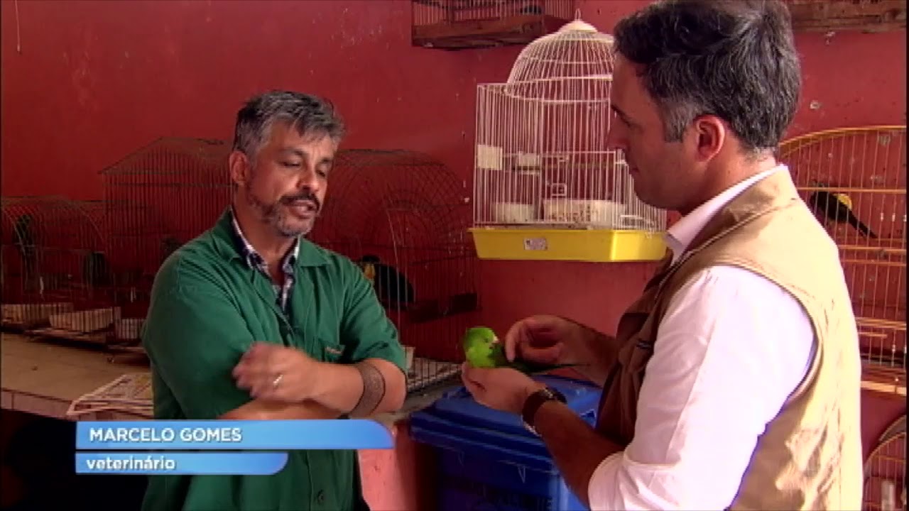 Animais enfrentam longo tratamento para se recuperar ao serem vítimas de tráfico