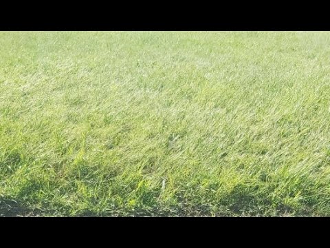 #myyearonyoutube animals | Pecore Al Pascolo