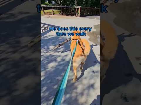 Big Dog, Big Stick #doglife #puppy #doglover #dog #cute #dogtraining