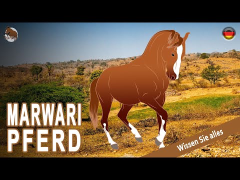 , title : 'MARWARI PFERD, ein Pferd, das als eines der schönsten der Welt gilt, PFERDERASSEN'