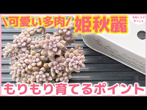 園芸 丈夫な多肉植物