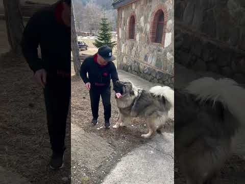 Какой красавец!