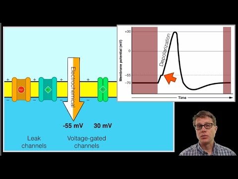 The Action Potential