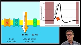 The Action Potential