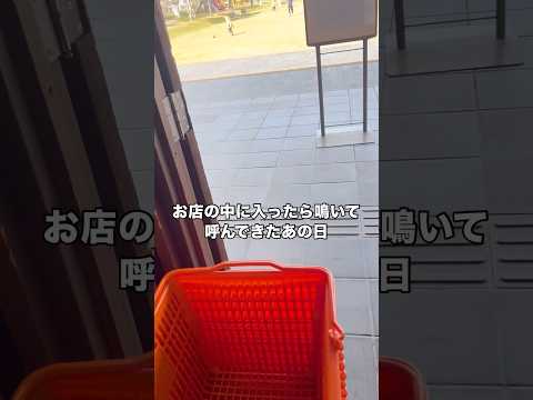 店内に入ったら鳴いて呼んでた。初めて君に出会った日のこと。#保護猫 #野良猫 #子猫 #黒猫