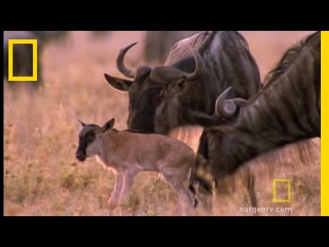 Wildebeest Migration | National Geographic