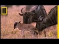 Wildebeest Migration National Geographic