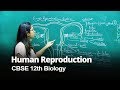 Female Reproductive System CBSE 12th Biology In English Misostudy