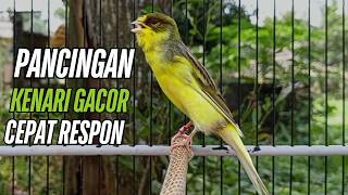 Download lagu Suara Burung Kenari Gacor! untuk Pancingan Kenari Muda Belajar Bunyi Langsung Bunyi mp3