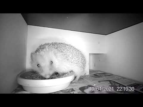 Hedgehog 🦔 Lucky tastes good 😋 delicious dry cat food with mealworms