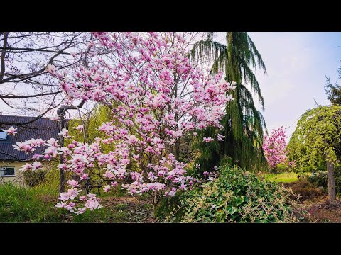 Co Posadzić pod Magnolią? Duża Rabata nad Strumykiem